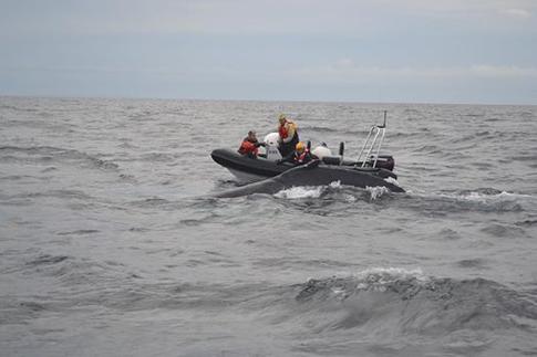 Entangled whale freed off Bar Harbor (Video)