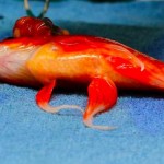 Goldfish surgery saves pet, George, from brain tumor