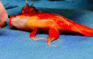 Goldfish surgery saves pet, George, from brain tumor