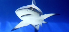 Greater protection for threatened shark, Report