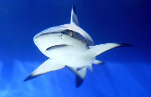 Greater protection for threatened shark, Report