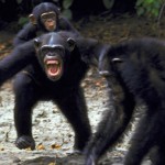 Humans and chimps share killer instinct say researchers