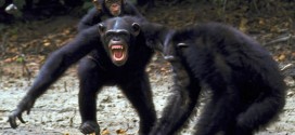 Humans and chimps share killer instinct say researchers