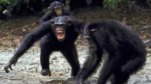 Humans and chimps share killer instinct say researchers