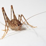 Invasive cricket species takes over in eastern US homes, Study