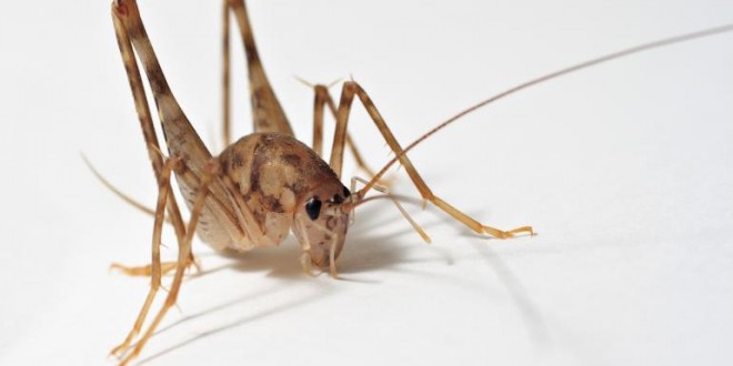 Invasive cricket species takes over in eastern US homes, Study