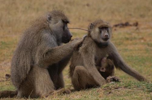 Lady Baboons With Guy Pals Live Longer, Study