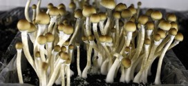 'Magic mushrooms' help long-time smokers kick habit, New Study