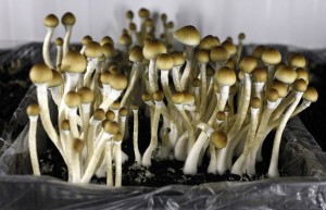 'Magic mushrooms' help long-time smokers kick habit, New Study