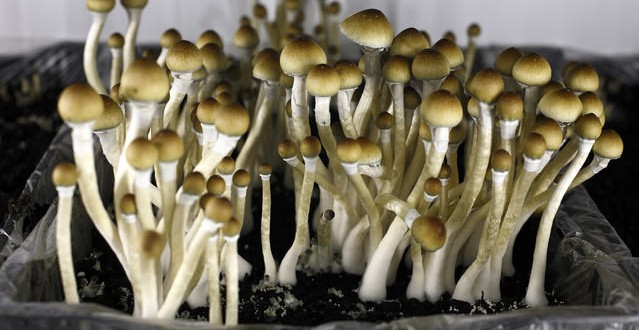 'Magic mushrooms' help long-time smokers kick habit, New Study