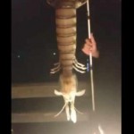 Man catches giant shrimp