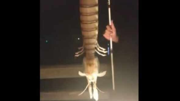 Man catches giant shrimp (Video)