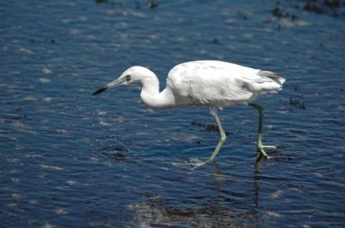 Marine ecosystems affected by variability in coastal upwelling, New Study