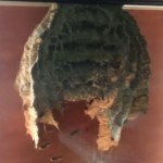 Massive wasps' nest filmed outside window
