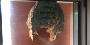 Massive wasps' nest filmed outside window