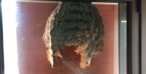 Massive wasps' nest filmed outside window