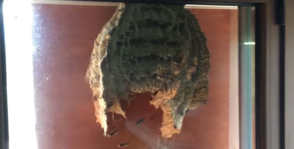 Massive wasps’ nest filmed outside window (Video)