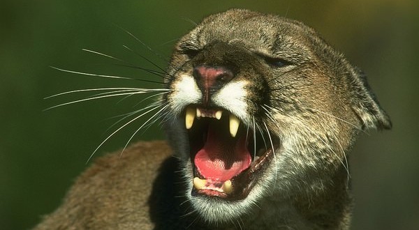 Mountain lion attacks six-year-old boy in California