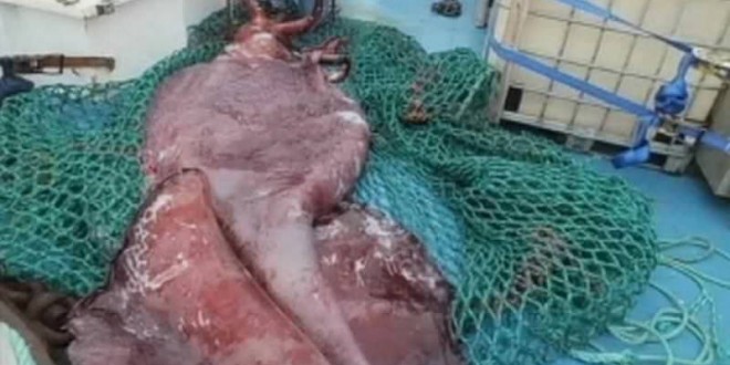 New Zealand colossal squid Watch scientists dissect a 770-pound squid