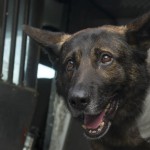 Nude man bites police dog after wild car chase, Report