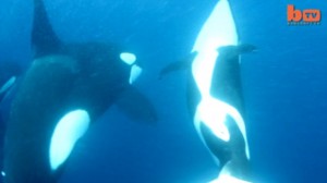 Orcas Vs Shark: Killer Whales Take Down Tiger Shark