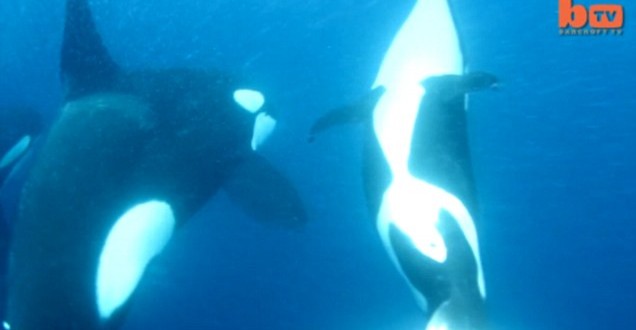Orcas Vs Shark: Killer Whales Take Down Tiger Shark (Video)