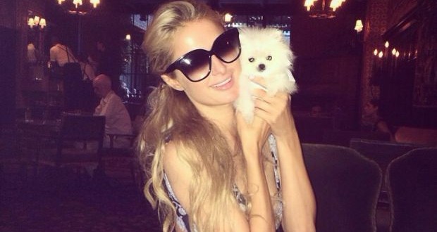 Paris Hilton buys world's smallest Pomeranian