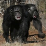 Pet chimpanzees suffer behavioural problems