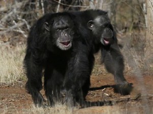 Pet chimpanzees suffer behavioural problems