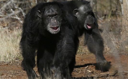 Pet chimpanzees suffer behavioural problems, Study