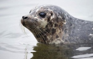 Rescued seal pups released into Burrard Inlet