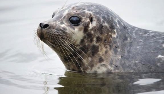 Rescued seal pups released into Burrard Inlet