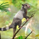 Researchers discover 3 new mammals that lived alongside dinosaurs