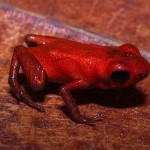 Researchers discover new poison dart frog species in Donoso, Panama
