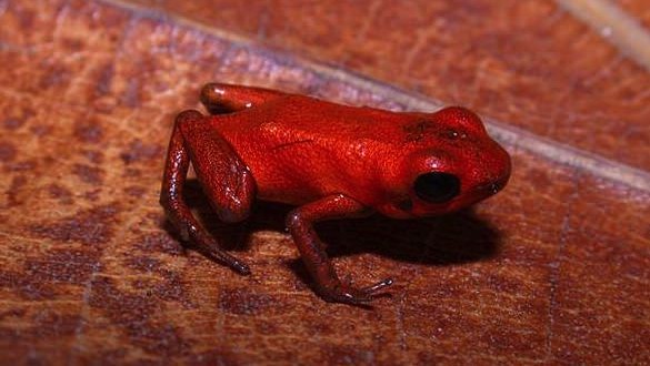 Researchers discover new poison dart frog species in Donoso, Panama