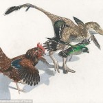 Researchers piece together the evolution of birds