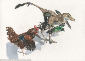 Researchers piece together the evolution of birds