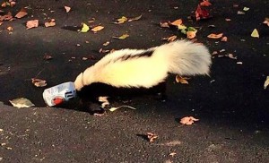 Skunk with head stuck in beer can is rescued
