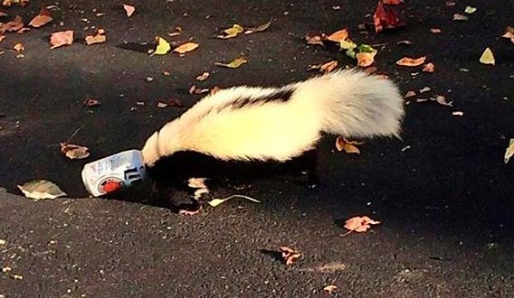 Skunk with head stuck in beer can is rescued