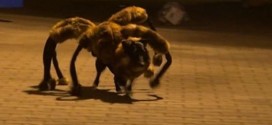 Spider Dog : leaves trail of terror