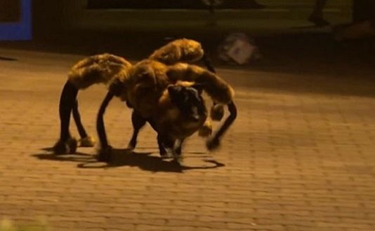 Spider Dog : leaves trail of terror (Video)