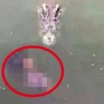 Suicide by crocodile : A 65-year-old woman from Bangkok has killed herself