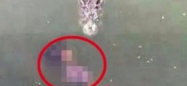 Suicide by crocodile : A 65-year-old woman from Bangkok has killed herself