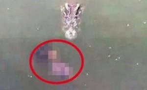 Suicide by crocodile : A 65-year-old woman from Bangkok has killed herself