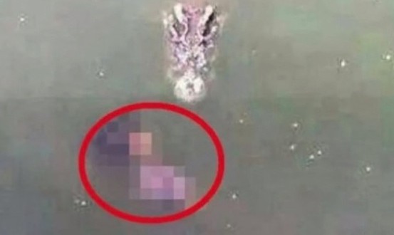 Suicide by crocodile : A 65-year-old woman from Bangkok has killed herself (Video)
