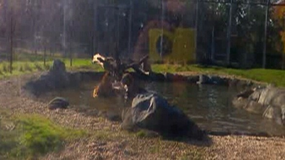 Tiger kills tiger at Winnipeg zoo (Video)