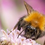 Tree bee spreading thanks to thistles, New Study
