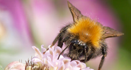 Tree bee spreading thanks to thistles, New Study