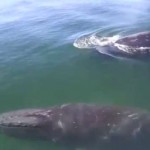 Two humpback whales hide from orcas next to whale watching boat