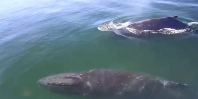 Two humpback whales hide from orcas next to whale watching boat (Video)
